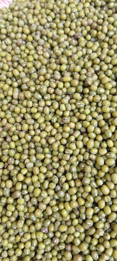 green mung beans