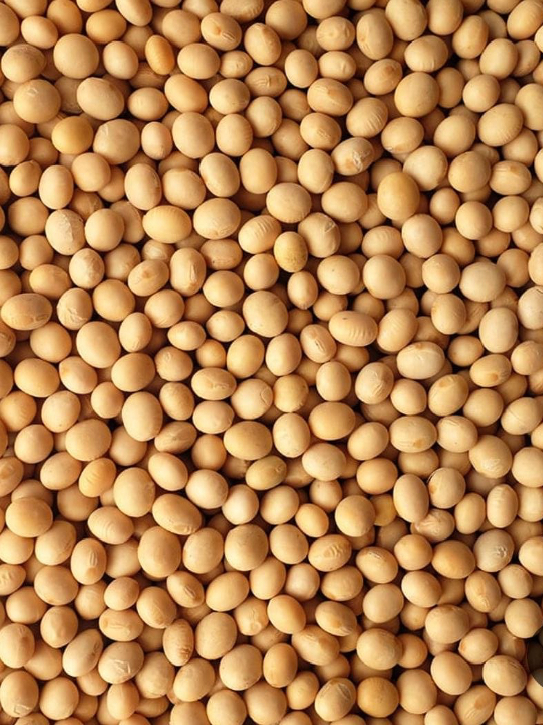 soy beans