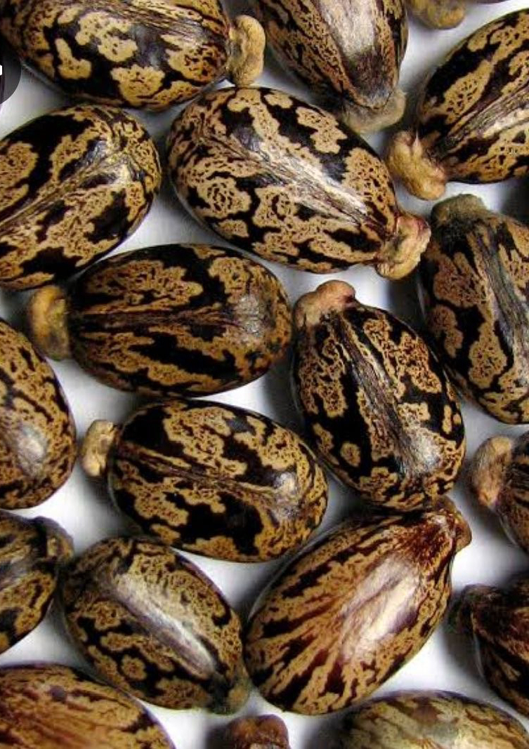 castor seeds