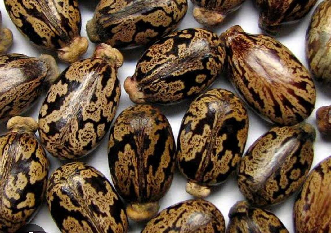castor seeds