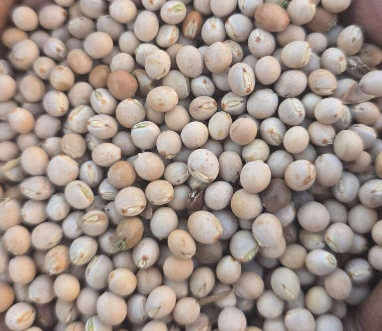 pigeon peas