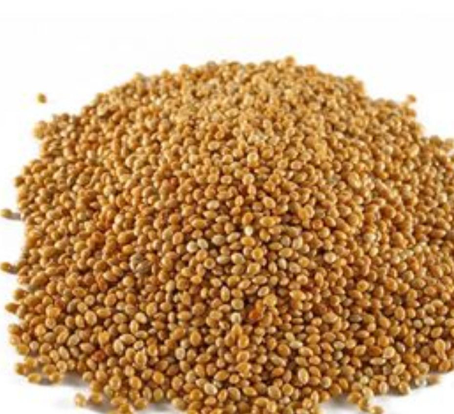 sorghum