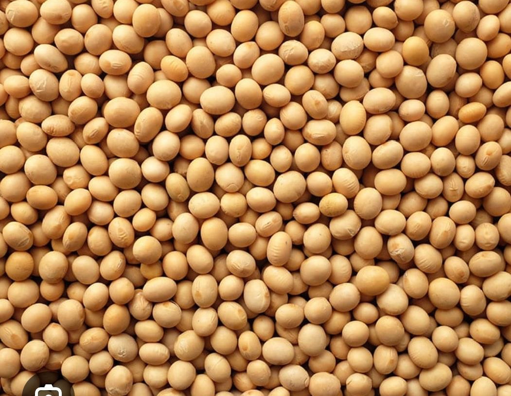 soy beans