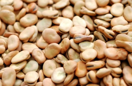horse beans (fava beans)